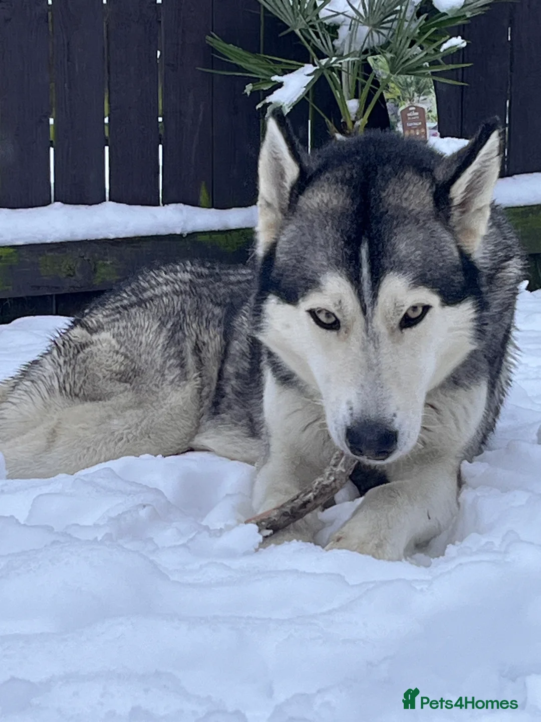Siberian Husky dogs for stud: For stud only (quality proven stud ) in Wakefield - Advert 7
