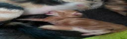 Mixed Breed cats for sale: 2 beautiful kittens female 1 female Calico big sis in Gillingham - Advert 4