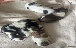 Shih Tzu dogs for sale: 5 Beautiful shihtzu  puppies for sale 2xM 3xF - Image 13