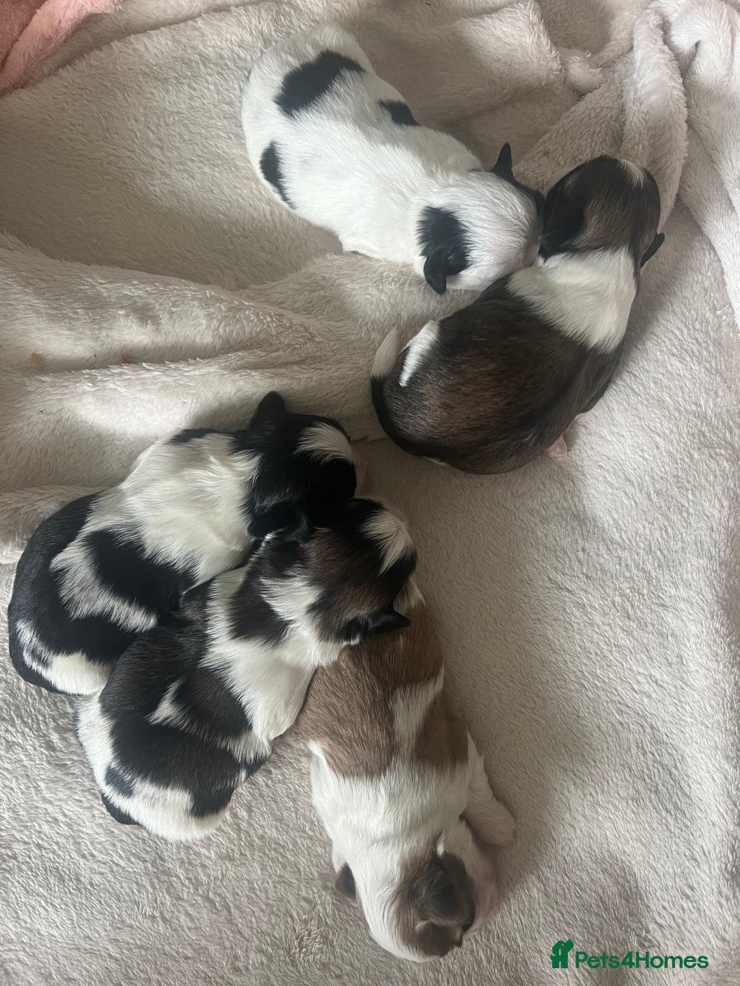 Shih Tzu dogs for sale: 5 Beautiful shihtzu  puppies for sale 2xM 3xF - Image 13