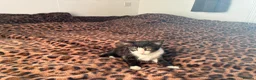 Mixed Breed cats for sale: Ragdoll cross Tiger Tabby kittens in Chichester - Advert 5