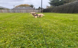 Lhasa Apso dogs for sale: Lhasa Apso Male - Image 2