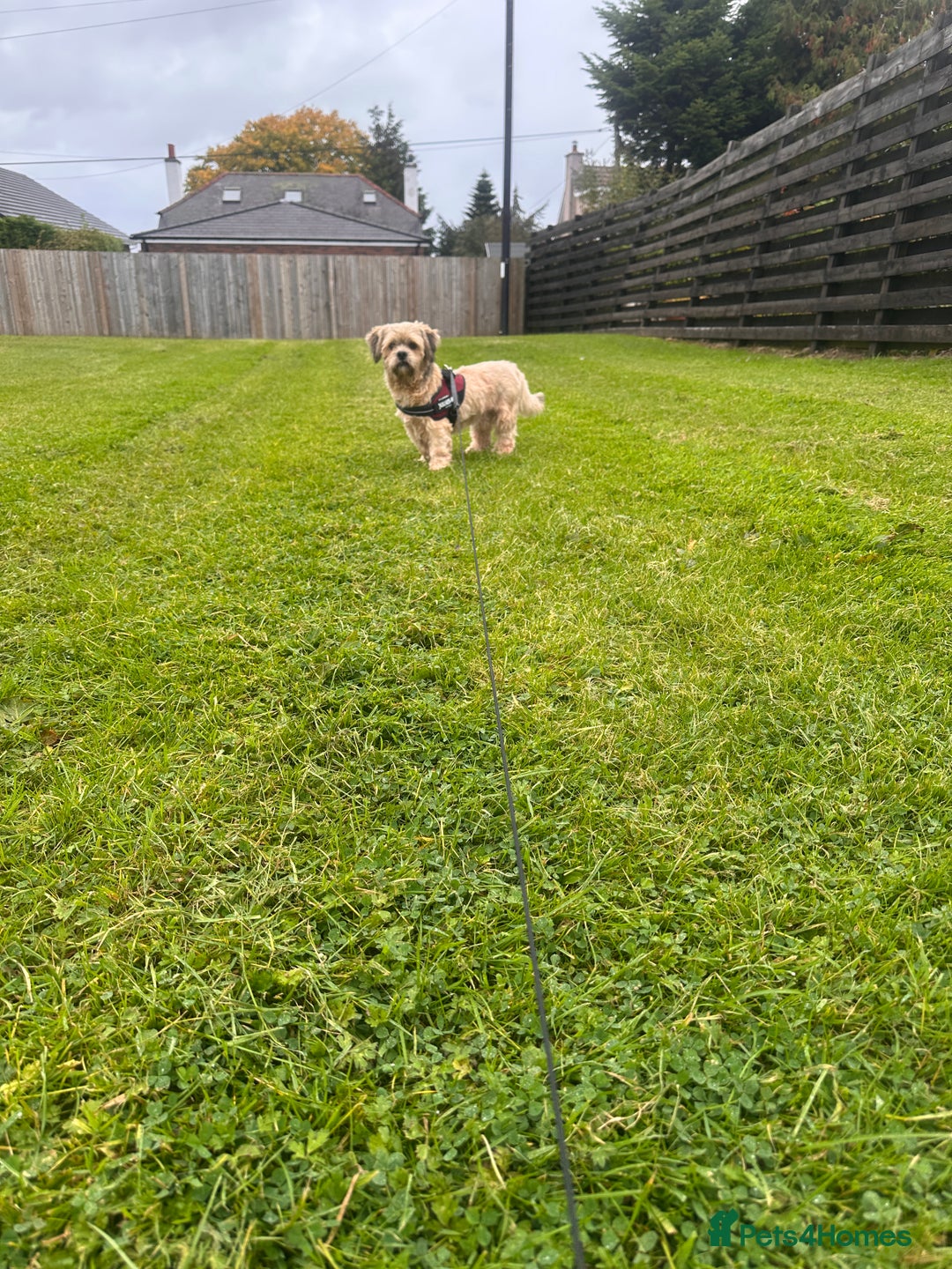 Lhasa Apso dogs for sale: Lhasa Apso Male - Image 2