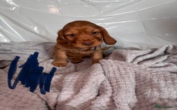 Cocker Spaniel dogs for sale: Pure breed cocker spaniels puppies  - Image 10