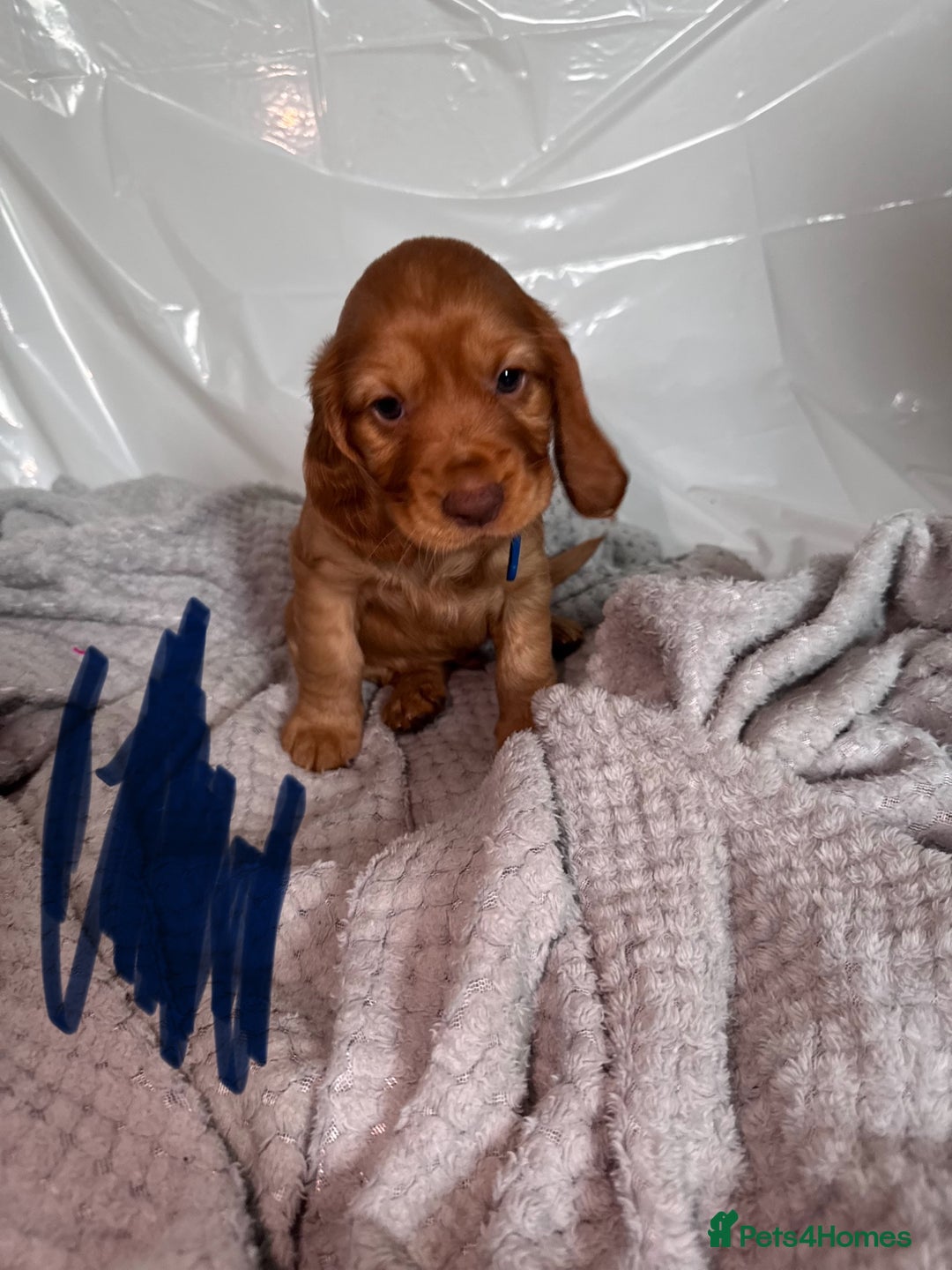 Cocker Spaniel dogs for sale: Pure breed cocker spaniels puppies  - Image 10