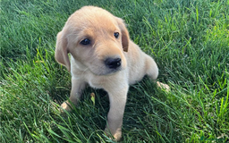 Golden Retriever dogs for sale: Gorgeous Golden retriever puppies for new homes - Image 6
