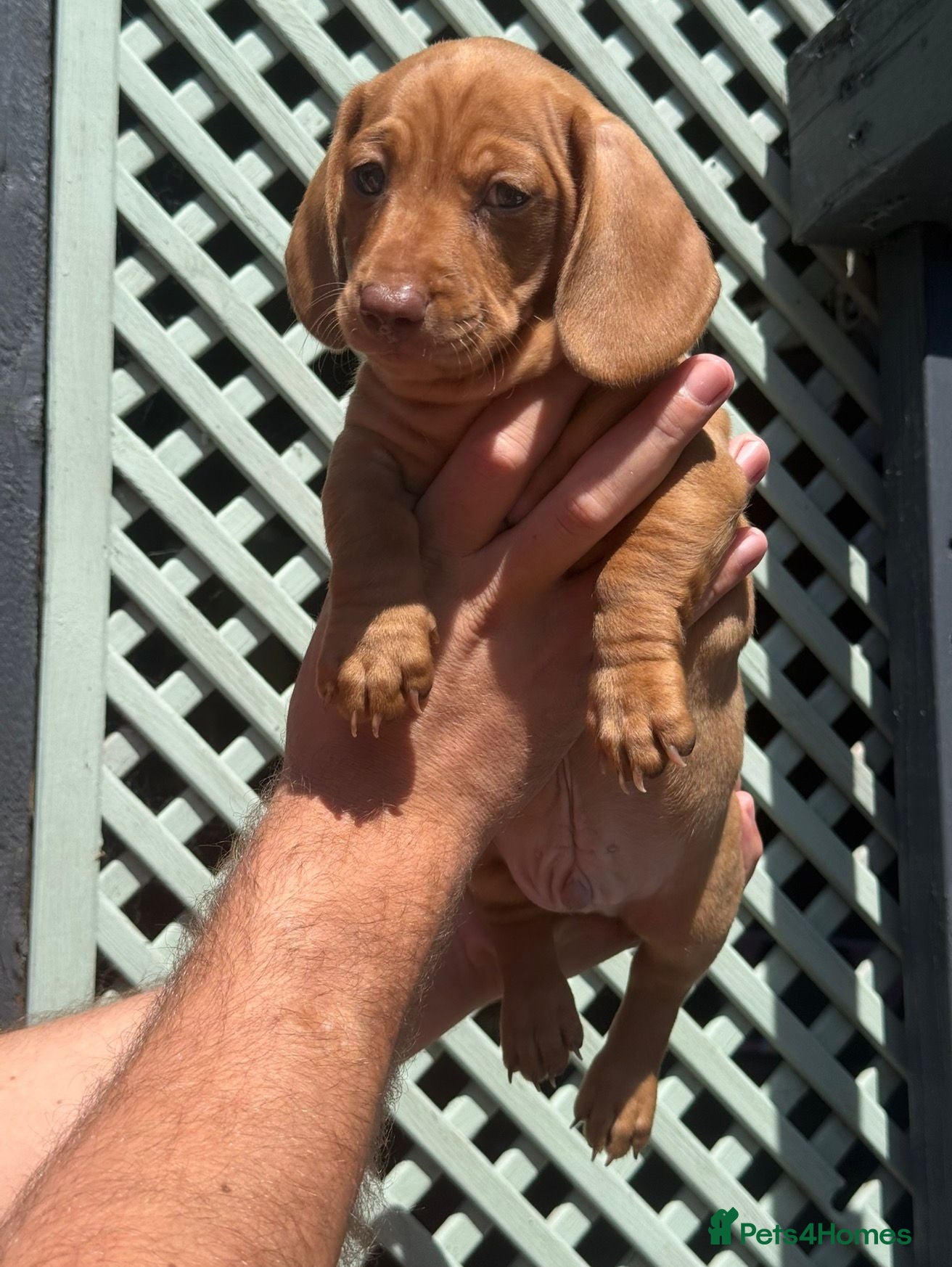 Miniature Dachshund dogs Beautiful miniature dachshunds  - Advert 1