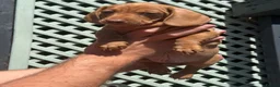 Miniature Dachshund dogs for sale: Beautiful miniature dachshunds  in Alfreton - Advert 1