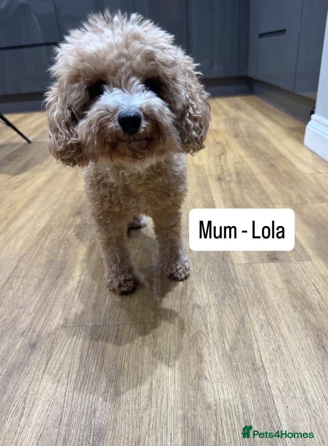 Cavapoo dogs for sale: Two Gorgeous light red Cavapoo Boys  - Advert 13