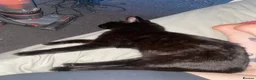Mixed Breed cats for sale: Black female needing home ASAP - Advert 3