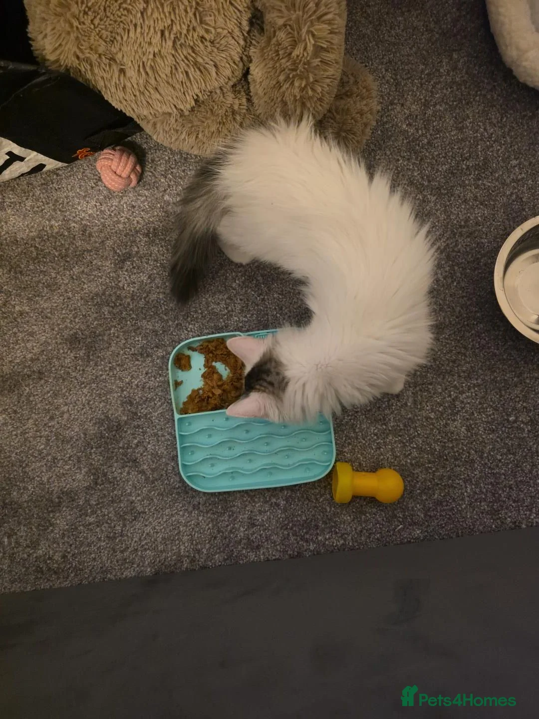 Domestic Shorthair cats for sale: Male cat in Aldershot - Advert 3