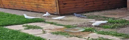 Pigeons birds for sale: White Tumbler baby pigeon for sale - Advert 9