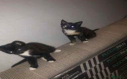 Maine Coon cats for sale: Mainccone babys - Image 3