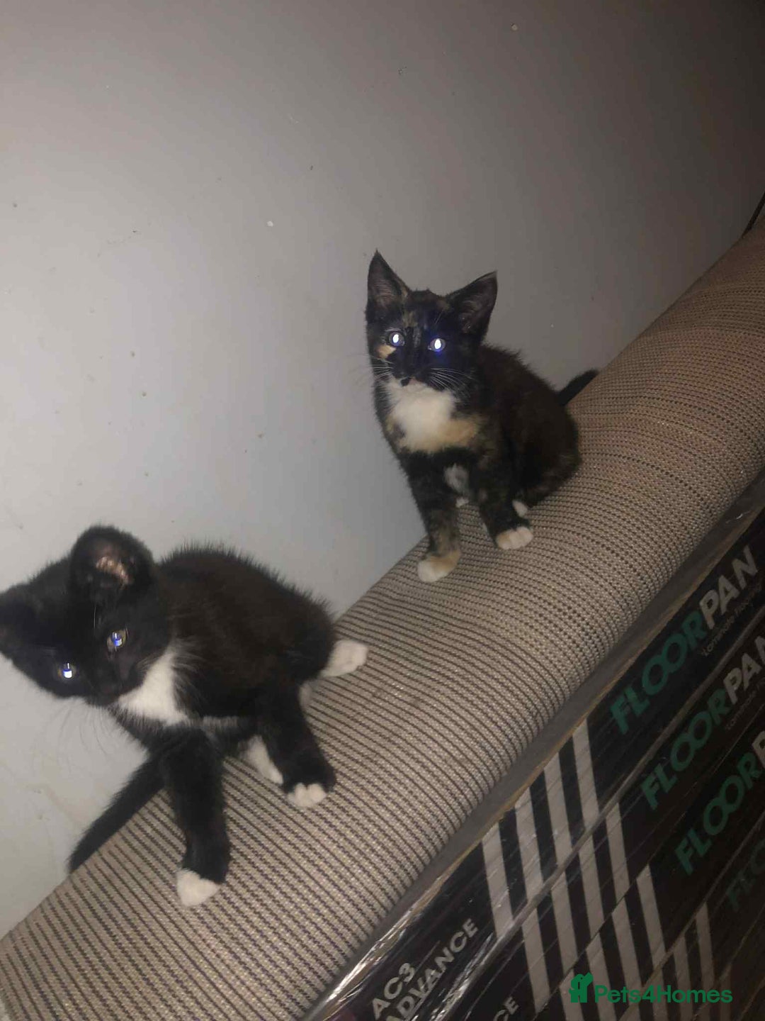 Maine Coon cats for sale: Mainccone babys - Image 3