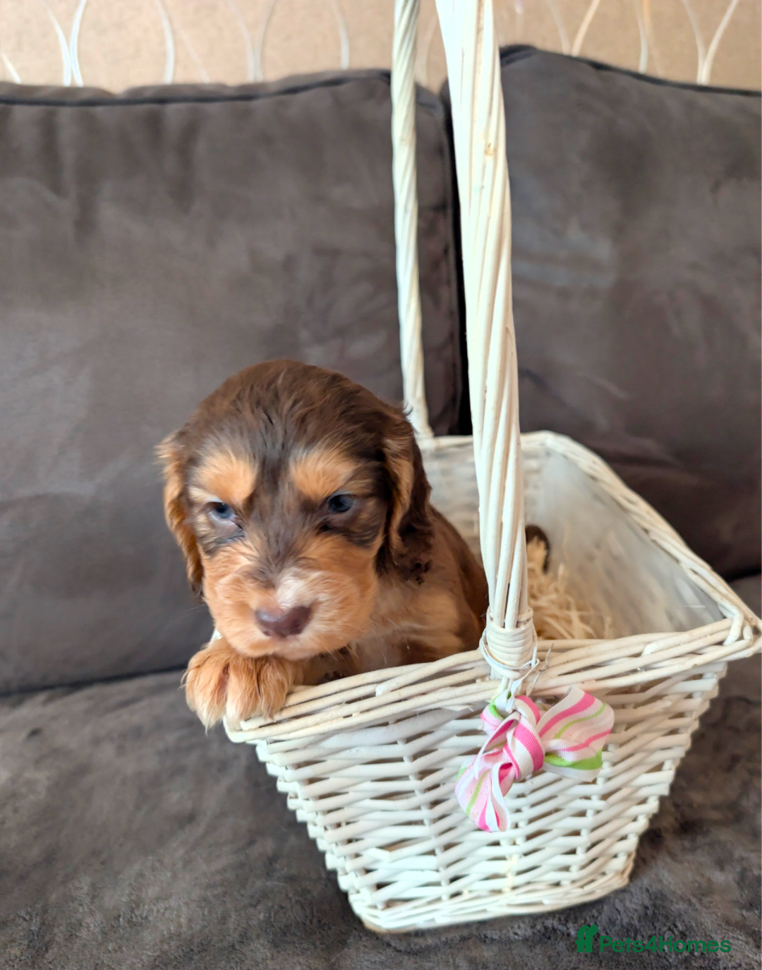 Cocker Spaniel dogs for sale: Beautiful cocker spaniel pups  - Image 22