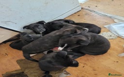 Mixed Breed dogs for sale: american akita cross puppies, 3 male 3 female - Advert 3