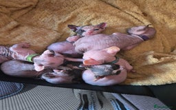 Sphynx cats for sale: Sphynx kittens - Image 7