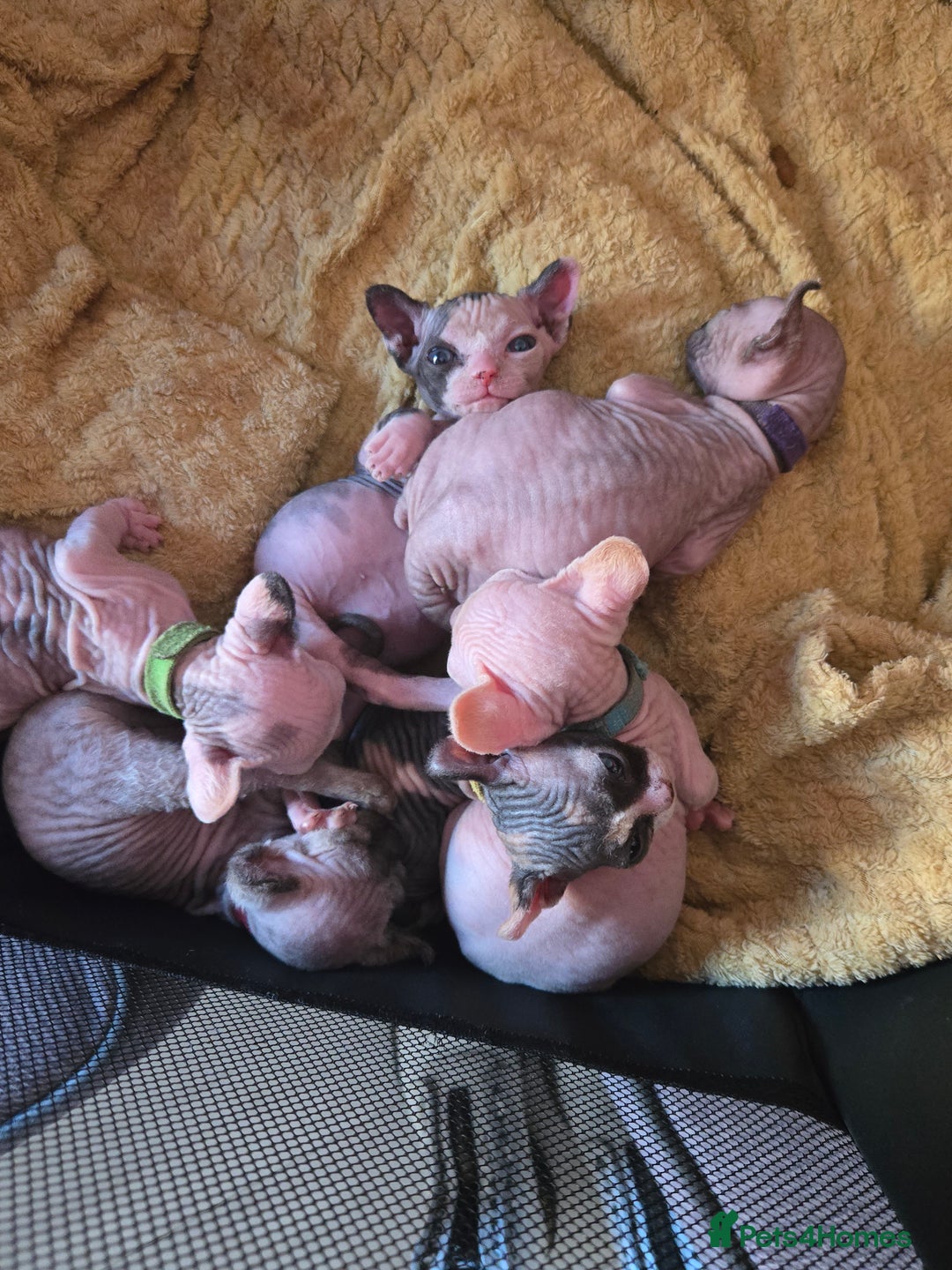 Sphynx cats for sale: Sphynx kittens - Image 7