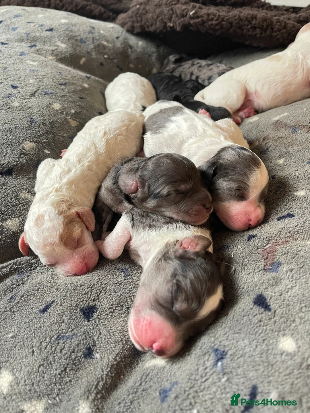 Toy Poodle dogs for stud: KC PROVEN toy poodle male for stud in Gerrards Cross - Advert 7