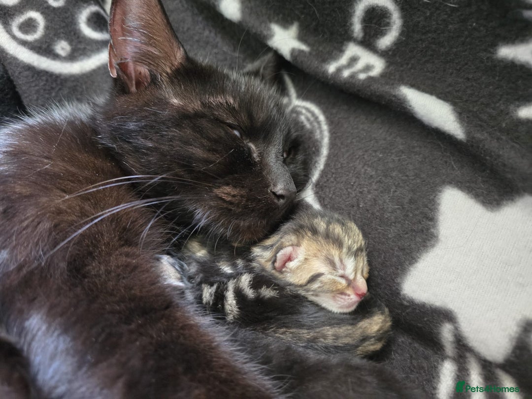 British Shorthair cats for sale: 1 tabby female 1 shaded female ready to go  - Advert 2