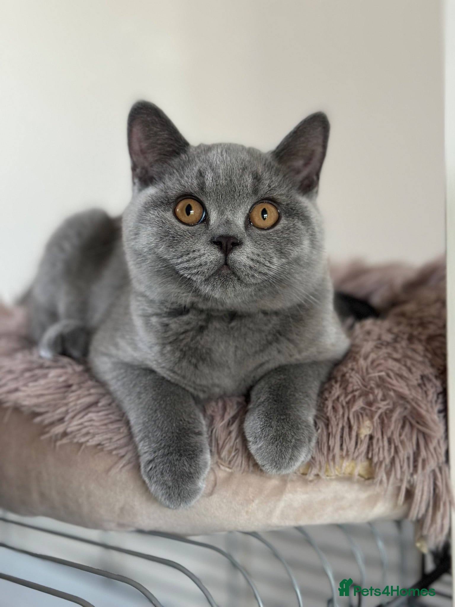 British Shorthair cats Pedigree British Shorthair Kittens (READY) - Advert 17