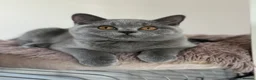British Shorthair cats for sale: Pedigree British Shorthair Kittens (READY) - Advert 1