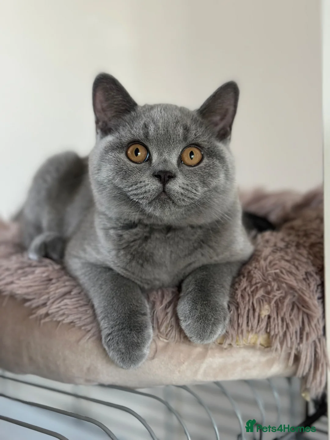 British Shorthair cats for sale: Pedigree British Shorthair Kittens (READY) - Advert 1