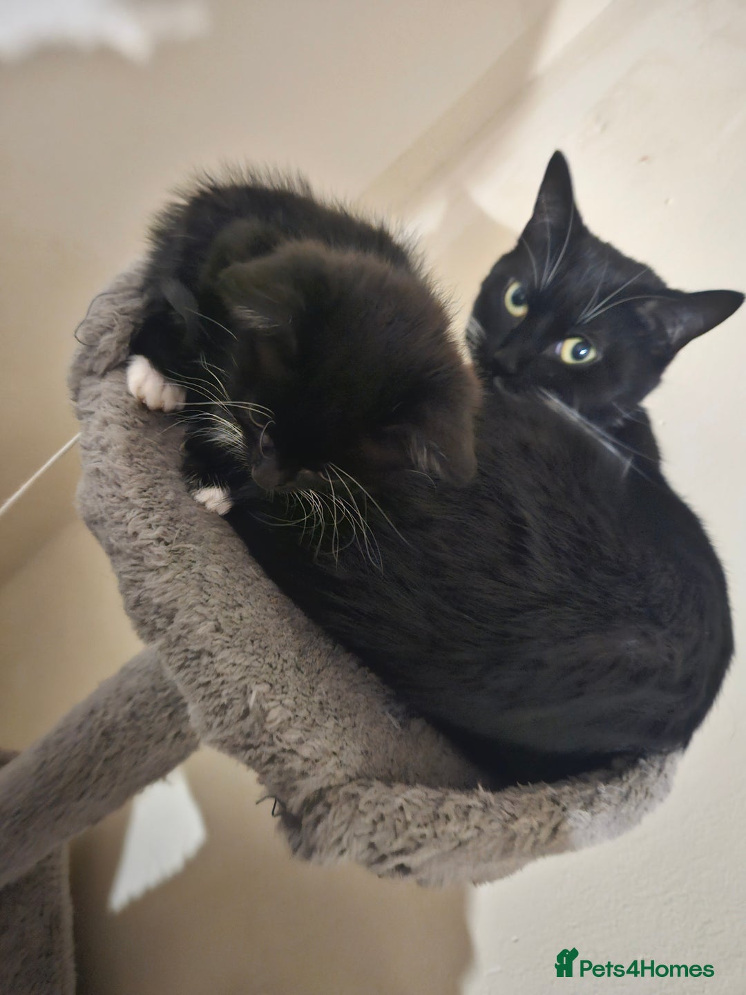 Mixed Breed cats for sale: Female cat for sale  - Image 9