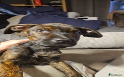Mixed Breed dogs for sale: Rottweiler  x Staffordshire bull terrior - Image 4