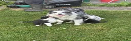 Border Collie dogs for sale: Beautiful Bouncy border collie puppies  - Advert 3