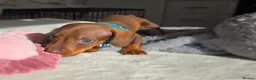 Miniature Dachshund dogs for sale: 🤎 Gorgeous Daxies_Mini Dachshunds 🤎 - Advert 11