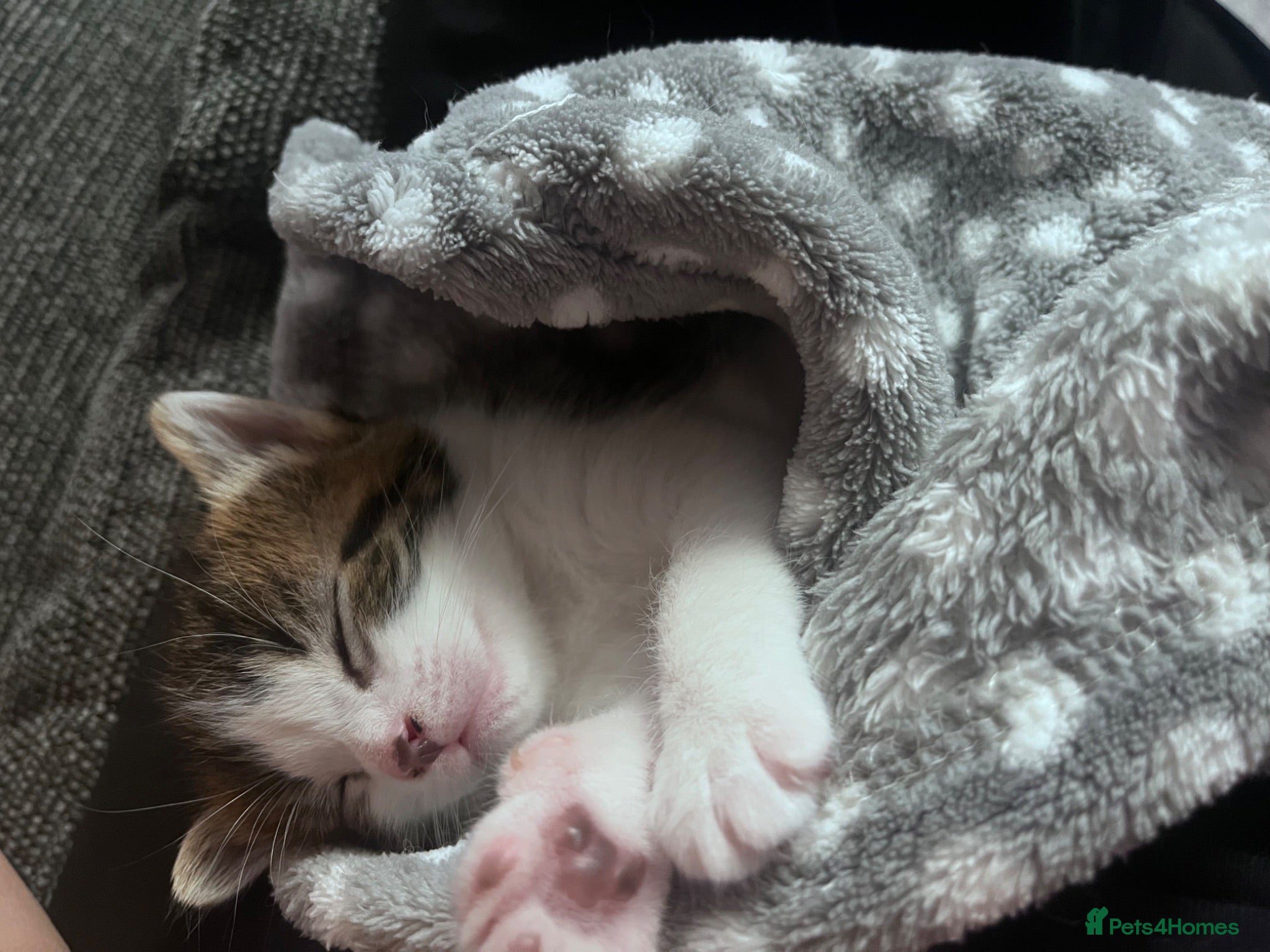 British Shorthair cats 1 loving kitten left  - Advert 14