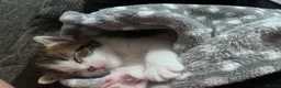 British Shorthair cats for sale: loved and happy kittens for sale - Advert 11