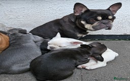 French Bulldog dogs for sale: REDUCED Fully vaccinated french bulldog puppy  - Image 13