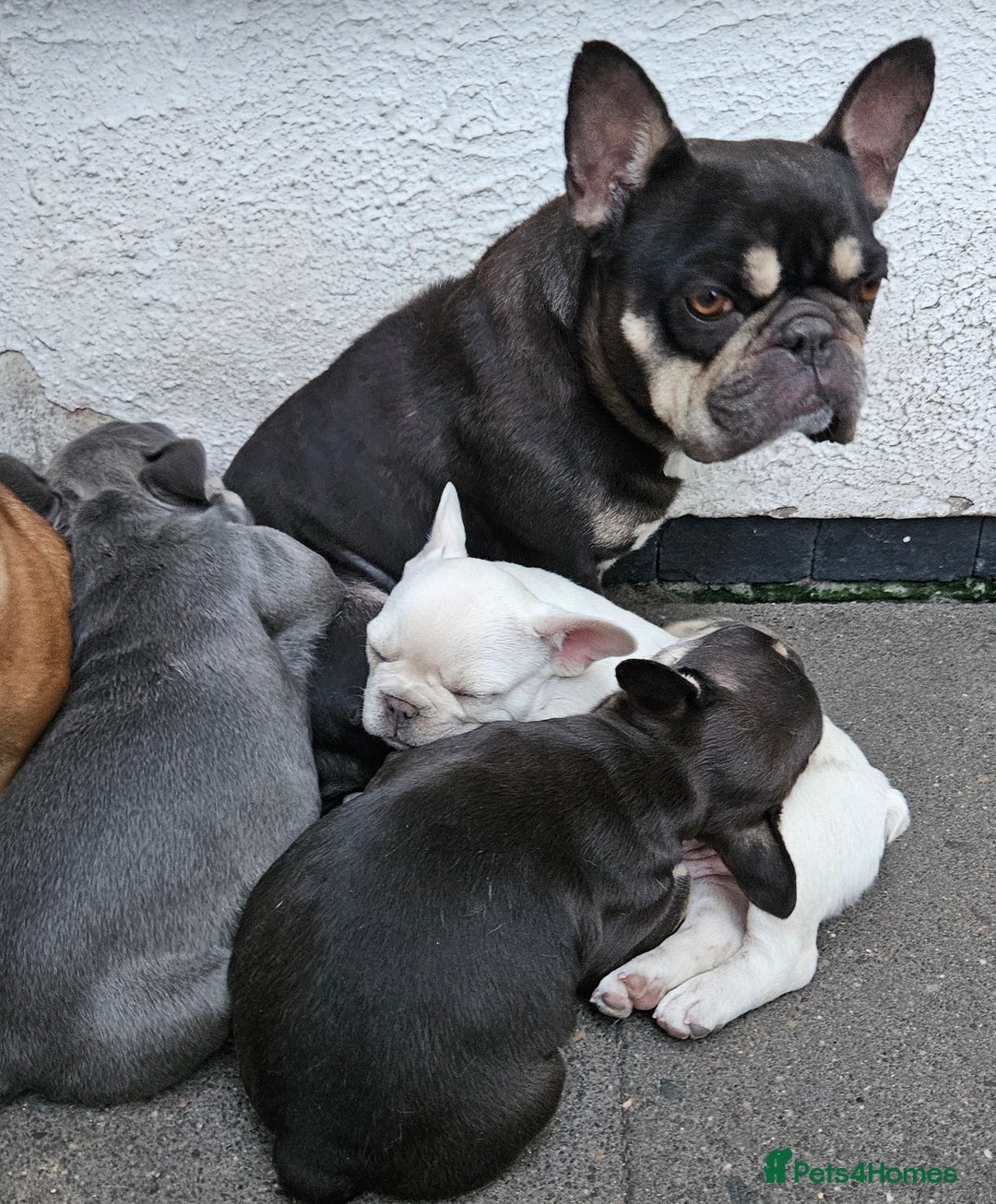French Bulldog dogs for sale: REDUCED Fully vaccinated french bulldog puppy  - Image 13