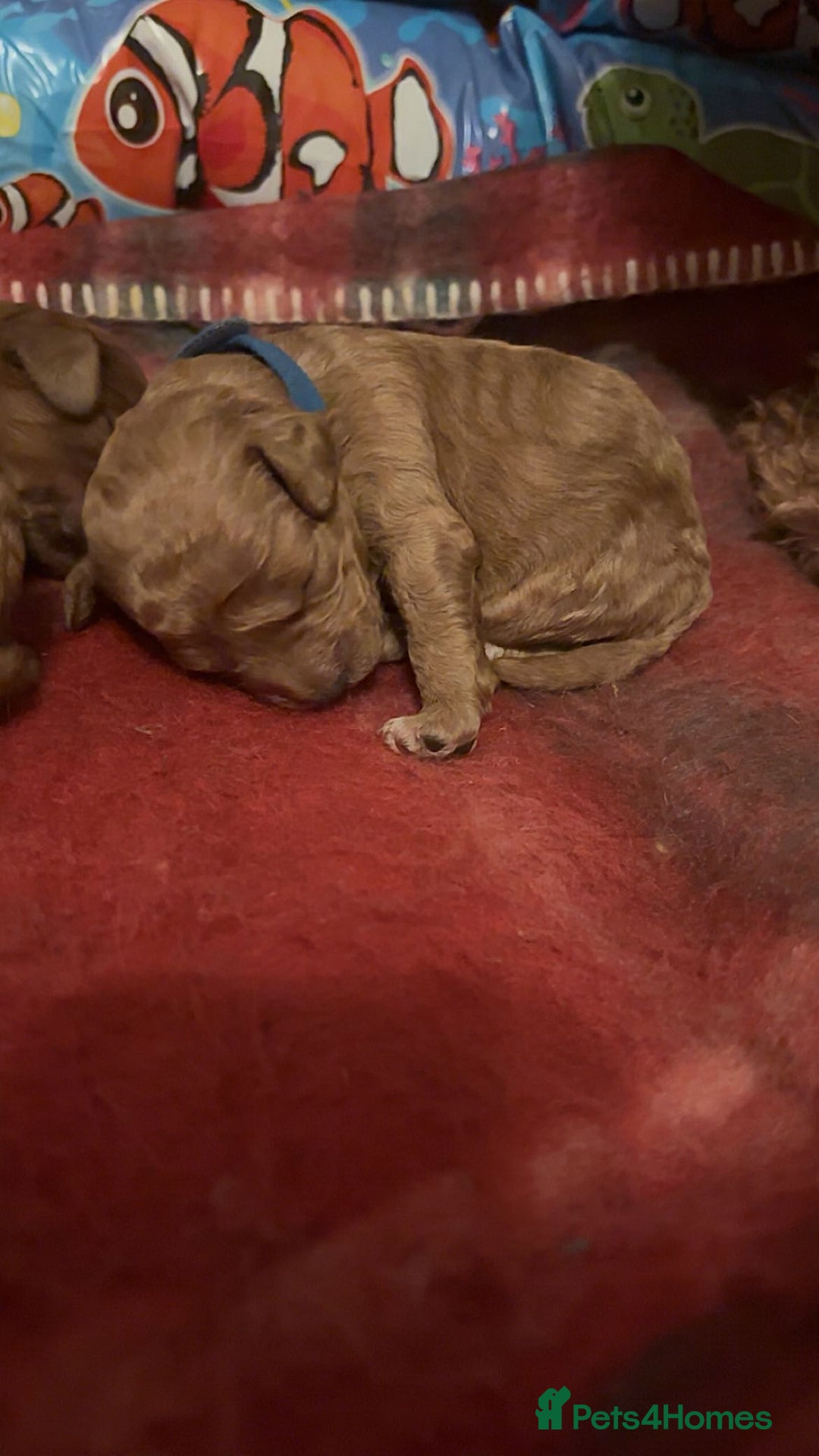 Cavapoo dogs for sale: F1B Red Toy Cavapoos- Health Tested  ************  - Advert 11