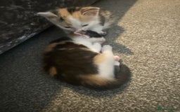 Domestic Shorthair cats for sale: Beautiful kittens - Image 5