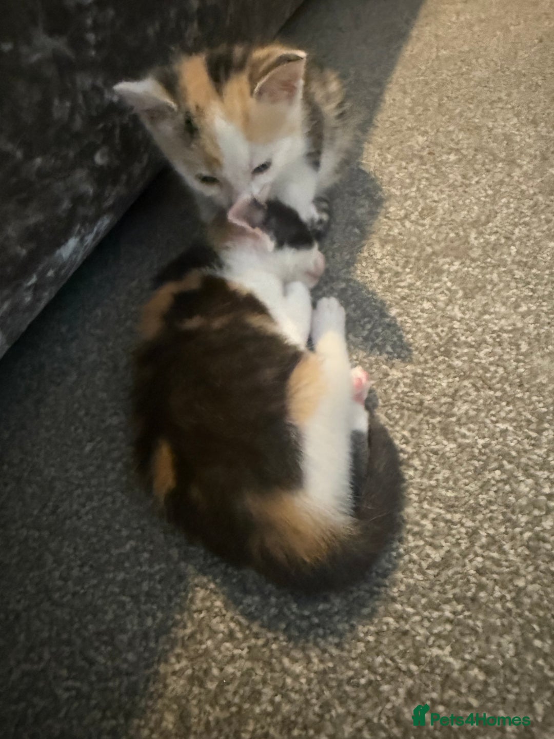 Domestic Shorthair cats for sale: Beautiful kittens - Image 5