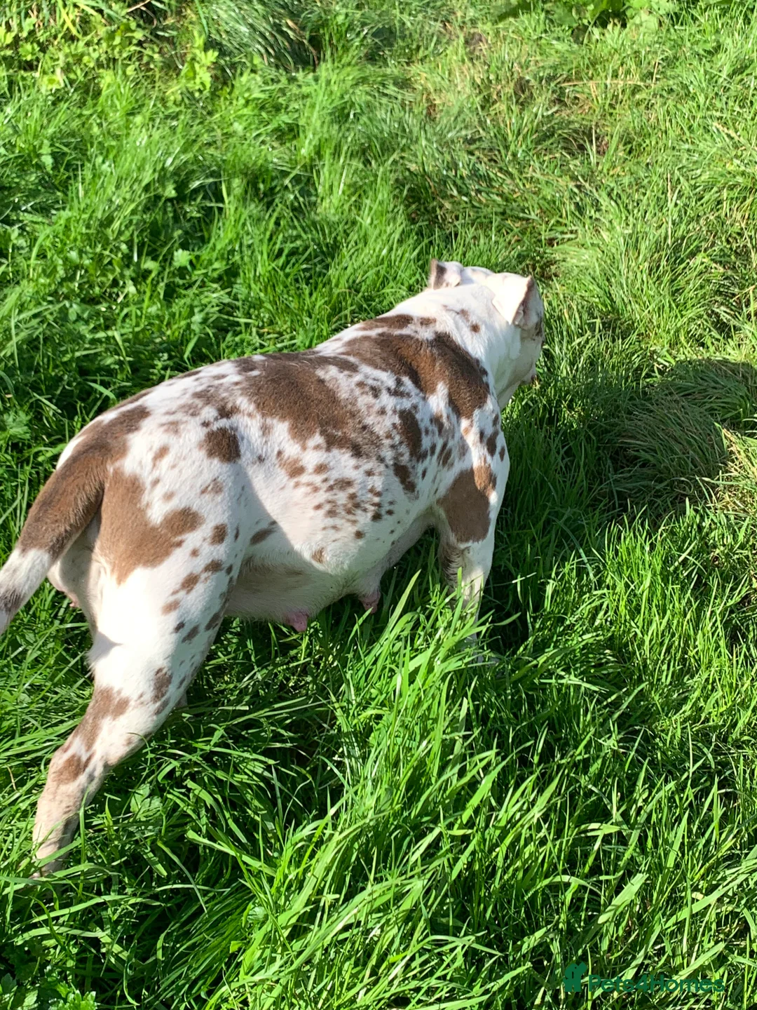 Olde English Bulldogge dogs for sale: Olde English bulldogges generational  - Advert 12