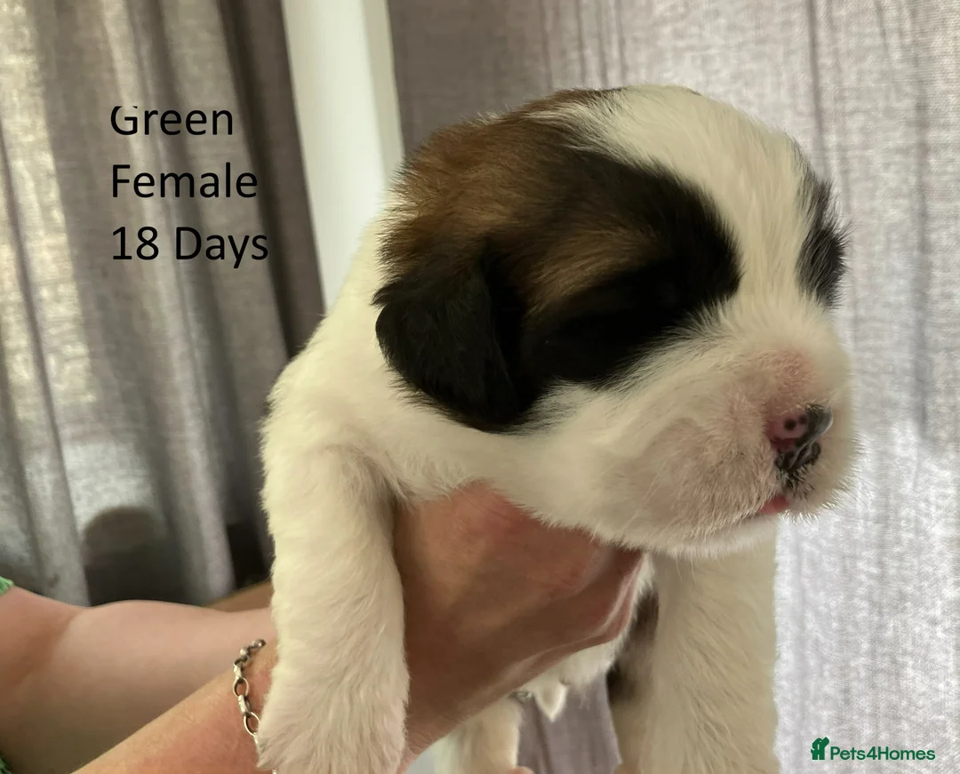 Saint Bernard dogs for sale: KC Registered Saint Bernard Pups - Advert 2