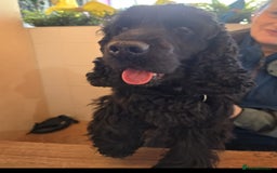Cocker Spaniel dogs for sale: Adorable Cocker Spaniels  - Image 4
