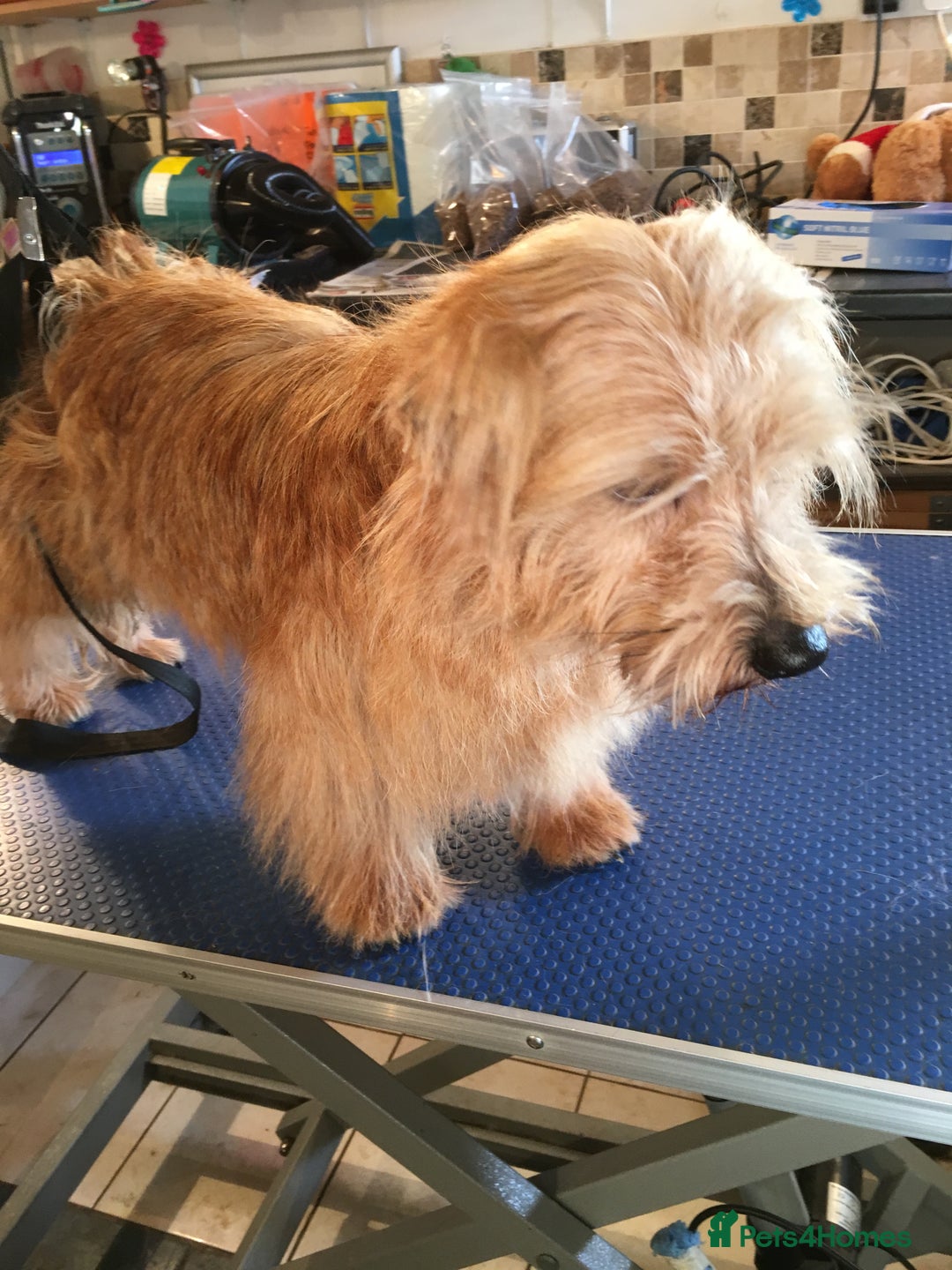 Norfolk Terrier dogs for stud: Meet cowboy in Maidstone - Image 5