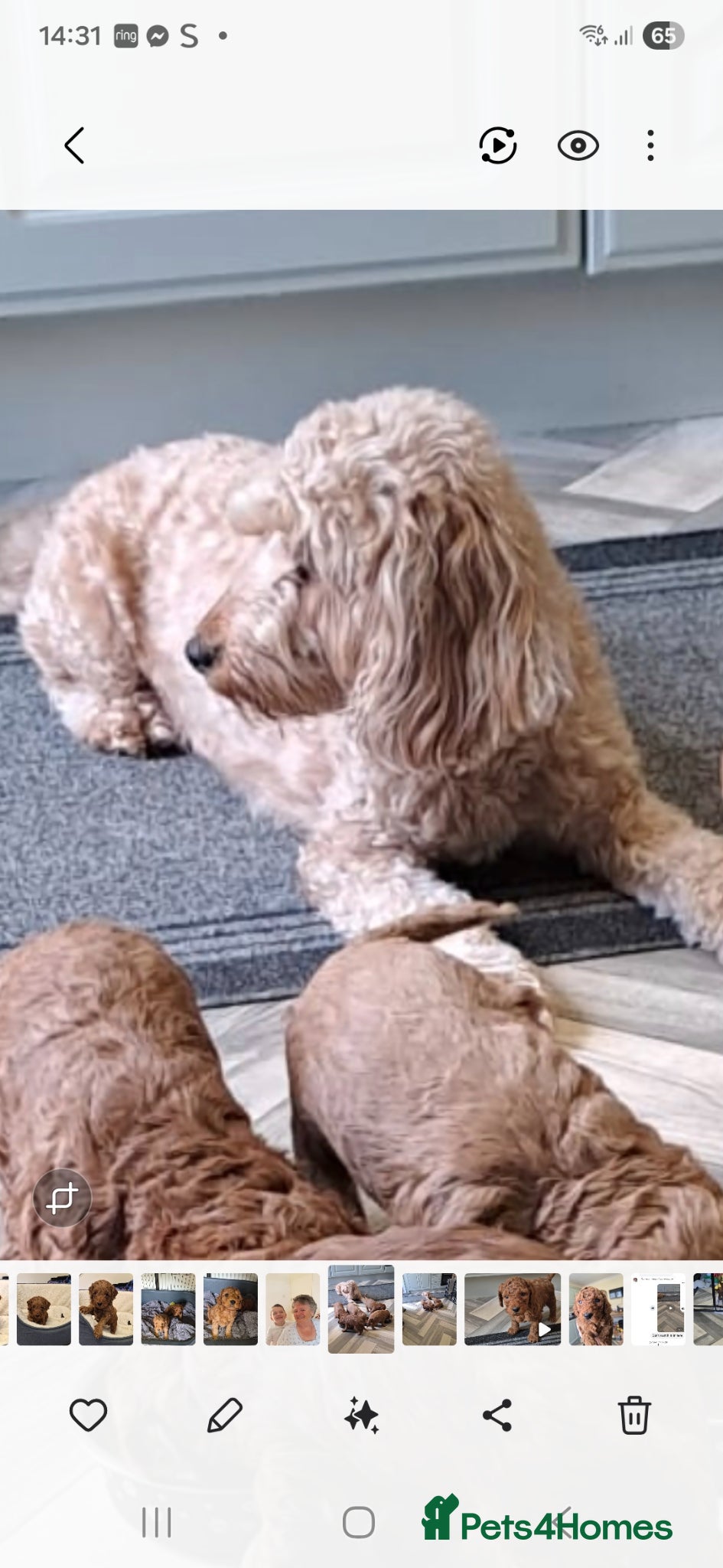 Cockapoo dogs Male Cockerpoo F3  - Advert 6