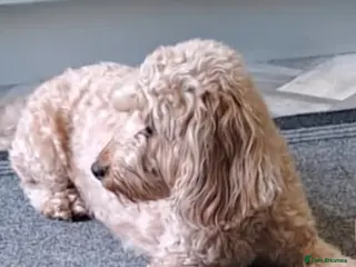 Cockapoo dogs Male Cockerpoo F3 - Advert 6