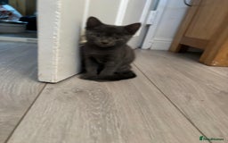 Mixed Breed cats for sale: Ragamese x Russian Blue - Image 13