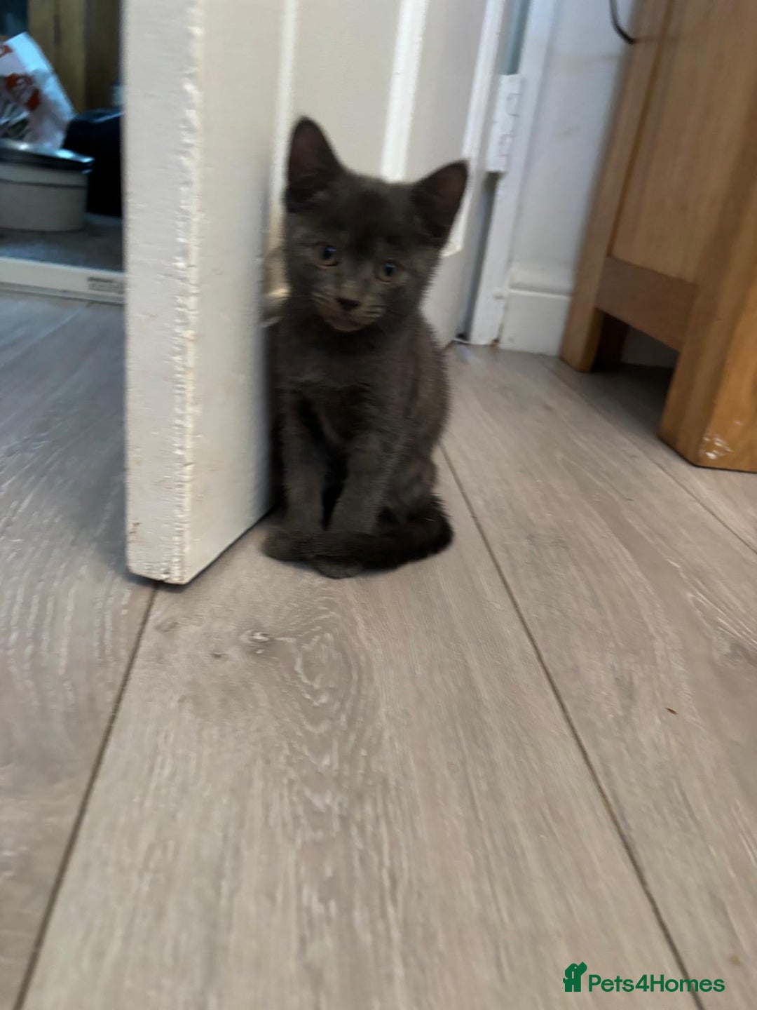 Mixed Breed cats for sale: Ragamese x Russian Blue - Image 13