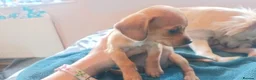 Chiweenie dogs for sale: chihuahua cross dachshund in Hengoed - Advert 6