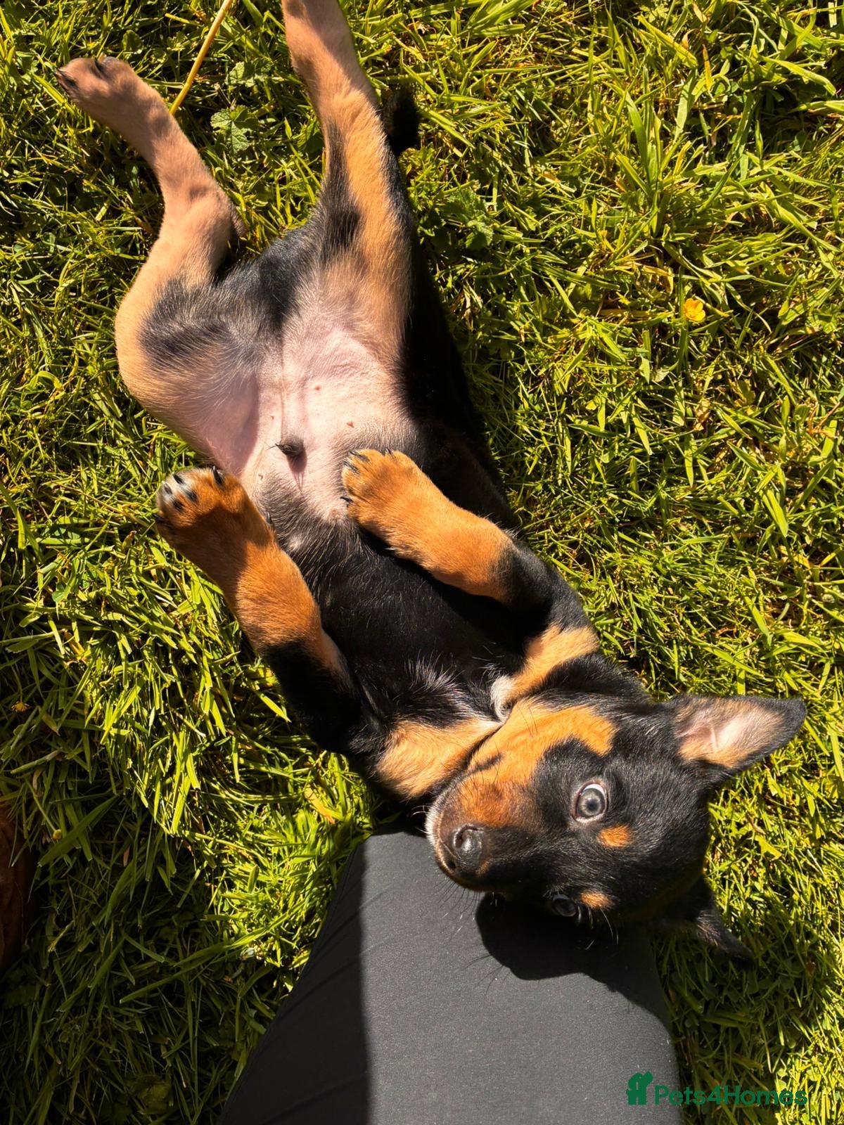 Australian Kelpie dogs Kelpie dog pup - Advert 2