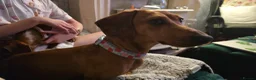 Dachshund dogs for sale: Dachshund  in Pentre - Advert 6