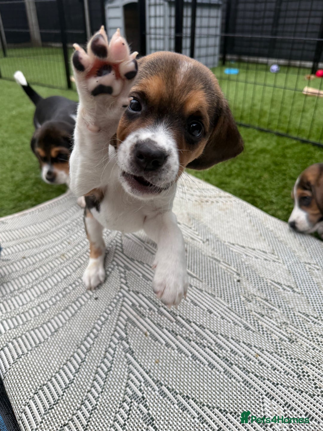 Female Beagle Puppies for sale Pets4Homes